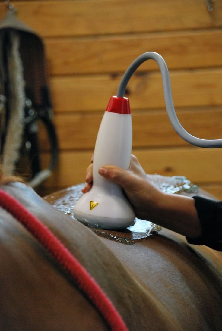 Home 46 developing the sport horse common injuries